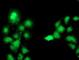 Complement C1s antibody, NBP2-01625, Novus Biologicals, Immunofluorescence image 