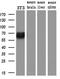 Kelch Like ECH Associated Protein 1 antibody, M00514, Boster Biological Technology, Western Blot image 