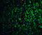 Neurturin antibody, A05924, Boster Biological Technology, Immunofluorescence image 
