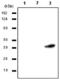 Ras Association Domain Family Member 1 antibody, ab23950, Abcam, Western Blot image 