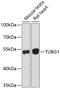 Tubulin Gamma 1 antibody, 22-057, ProSci, Western Blot image 