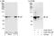 Apoptosis Inducing Factor Mitochondria Associated 1 antibody, A302-782A, Bethyl Labs, Immunoprecipitation image 