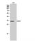 TNF Receptor Superfamily Member 13B antibody, LS-C387724, Lifespan Biosciences, Western Blot image 