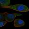 Na(+)/H(+) exchange regulatory cofactor NHE-RF3 antibody, NBP1-82572, Novus Biologicals, Immunocytochemistry image 