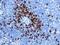 CD3g Molecule antibody, ab134096, Abcam, Immunohistochemistry paraffin image 