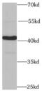 Nuclear inhibitor of protein phosphatase 1 antibody, FNab06709, FineTest, Western Blot image 