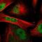 Cell cycle checkpoint control protein RAD9A antibody, NBP1-87163, Novus Biologicals, Immunofluorescence image 