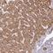 C3orf55 antibody, NBP2-14781, Novus Biologicals, Immunohistochemistry frozen image 