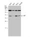 SET Nuclear Proto-Oncogene antibody, NBP1-30888, Novus Biologicals, Western Blot image 