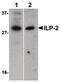 IAP-like protein 2 antibody, LS-B457, Lifespan Biosciences, Western Blot image 