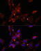 Inhibitor Of Nuclear Factor Kappa B Kinase Subunit Epsilon antibody, 13-103, ProSci, Immunofluorescence image 