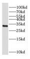 Calcineurin Like Phosphoesterase Domain Containing 1 antibody, FNab01933, FineTest, Western Blot image 