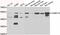 Calcium/calmodulin-dependent protein kinase type 1G antibody, abx006934, Abbexa, Western Blot image 