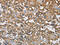 Cystatin SA antibody, CSB-PA063818, Cusabio, Immunohistochemistry paraffin image 