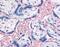 Integrin Subunit Beta 3 antibody, MBS395810, MyBioSource, Immunohistochemistry paraffin image 