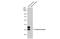 Aspartoacylase antibody, NBP1-31754, Novus Biologicals, Western Blot image 