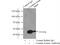 Creatine Kinase, M-Type antibody, 18712-1-AP, Proteintech Group, Immunoprecipitation image 