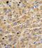 ADAMTS13 antibody, GTX81447, GeneTex, Immunohistochemistry paraffin image 