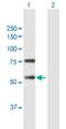 REC8 Meiotic Recombination Protein antibody, H00009985-B01P, Novus Biologicals, Western Blot image 