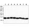 Thioredoxin 2 antibody, GTX57676, GeneTex, Western Blot image 