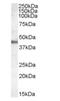 Apolipoprotein A4 antibody, NB100-57089, Novus Biologicals, Western Blot image 