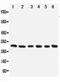 Nucleolar Protein 3 antibody, LS-C312941, Lifespan Biosciences, Western Blot image 