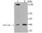 Hypoxia Inducible Factor 1 Subunit Alpha Inhibitor antibody, A02116-1, Boster Biological Technology, Western Blot image 