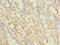 Solute Carrier Family 6 Member 16 antibody, LS-C379342, Lifespan Biosciences, Immunohistochemistry paraffin image 