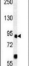 Forkhead Box P2 antibody, PA5-25656, Invitrogen Antibodies, Western Blot image 