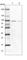 Sterile Alpha Motif Domain Containing 4A antibody, HPA043061, Atlas Antibodies, Western Blot image 