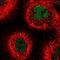 THO Complex 3 antibody, NBP1-92501, Novus Biologicals, Immunocytochemistry image 