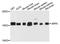 ADP Ribosylation Factor 5 antibody, A3737, ABclonal Technology, Western Blot image 