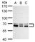 Autophagy Related 16 Like 1 antibody, GTX129098, GeneTex, Western Blot image 