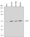 Forkhead Box C1 antibody, MAB6329, R&D Systems, Western Blot image 