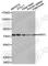 Aryl Hydrocarbon Receptor Nuclear Translocator Like antibody, A3216, ABclonal Technology, Western Blot image 