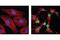 Lamin A/C antibody, 2035S, Cell Signaling Technology, Immunocytochemistry image 