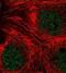 TNF Receptor Associated Factor 3 antibody, NBP1-86639, Novus Biologicals, Immunofluorescence image 