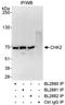 CDS 1 antibody, A300-619A, Bethyl Labs, Immunoprecipitation image 