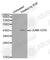 JunB Proto-Oncogene, AP-1 Transcription Factor Subunit antibody, AP0375, ABclonal Technology, Western Blot image 