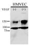 CD309 antibody, AP12614PU-N, Origene, Western Blot image 