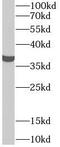 Fructose-Bisphosphatase 1 antibody, FNab03029, FineTest, Western Blot image 