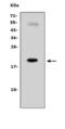 Interleukin 7 antibody, LS-C312626, Lifespan Biosciences, Western Blot image 