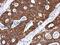 Keratin 8 antibody, PA5-34762, Invitrogen Antibodies, Immunohistochemistry paraffin image 