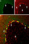 Potassium Voltage-Gated Channel Subfamily A Member 2 antibody, GTX54835, GeneTex, Immunohistochemistry frozen image 