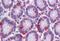 Secretion Associated Ras Related GTPase 1A antibody, MBS243750, MyBioSource, Immunohistochemistry frozen image 