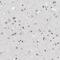 Myeloid Zinc Finger 1 antibody, PA5-51630, Invitrogen Antibodies, Immunohistochemistry frozen image 
