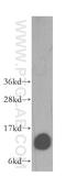 Dynein Light Chain Tctex-Type 3 antibody, 11687-1-AP, Proteintech Group, Western Blot image 