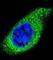 Collagen Type XXI Alpha 1 Chain antibody, abx026618, Abbexa, Western Blot image 