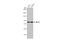 MRE11A antibody, GTX636825, GeneTex, Western Blot image 