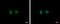 DNA Damage Inducible 1 Homolog 1 antibody, GTX103772, GeneTex, Immunocytochemistry image 